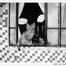 窓に立つ小猫