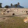 2013年1月大久野島_1