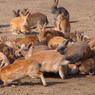 2013年1月大久野島_3