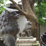 狛犬_鳩森八幡神社