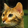 ヒョウ猫のヒョウ情 Bengal Cat