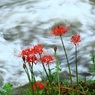 清流に咲く