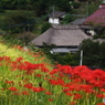 里山の彼岸花