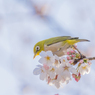 春の使者