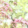 限りなく透明にちかい 