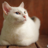 ねこ　その２４７