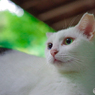 ねこ　その２４８