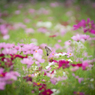 Cosmos...✲