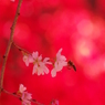 紅白