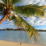 Falling coconut
