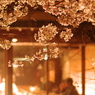 桜を見ながら