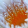 秘密の花園