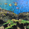 水族館