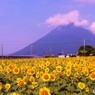 ひまわり畑と開聞岳