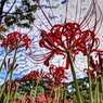 曼珠沙華と秋の空
