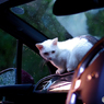 ねこ　その２５２
