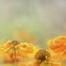花壇は秋色