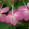 紫陽花の秋の彩-1