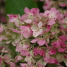 紫陽花の秋の彩-2