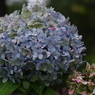 紫陽花の秋の彩-3