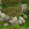 紫陽花の秋の彩-4