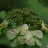 紫陽花の秋の彩-5