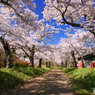 PH-0188_桜の路