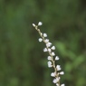 うつろひ花
