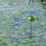 移り気な秋空