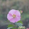 花の視線