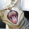 風呂入ったか～!?　歯～磨けよ～!...ﾆｬ♪　