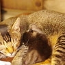 マネっこにゃんこ