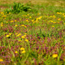 TANPOPO FIELD