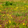 TANPOPO FIELD