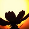 秋桜_silhouette