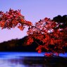 今年も紅葉を見に行ってみた・・・(*´з`)