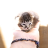 素敵なにゃんこ