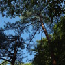 IMGP0206