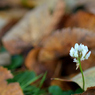 ふらり散歩　in Autumn leaves