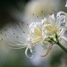 明日香の秋　稲渕の花