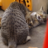 拒絶にゃんこ　その2
