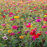 雨の朝は、花、花、花