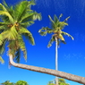 coconut 　Ⅰ