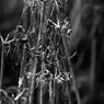 DSC_0050