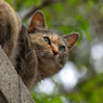 イイ目線野良猫