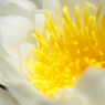 花弁
