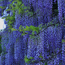 藤の花・２