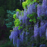 藤の花・３