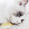 アンニュイ野良猫