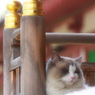 寺野良猫